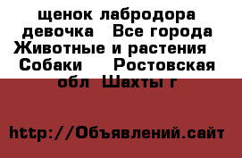 щенок лабродора девочка - Все города Животные и растения » Собаки   . Ростовская обл.,Шахты г.